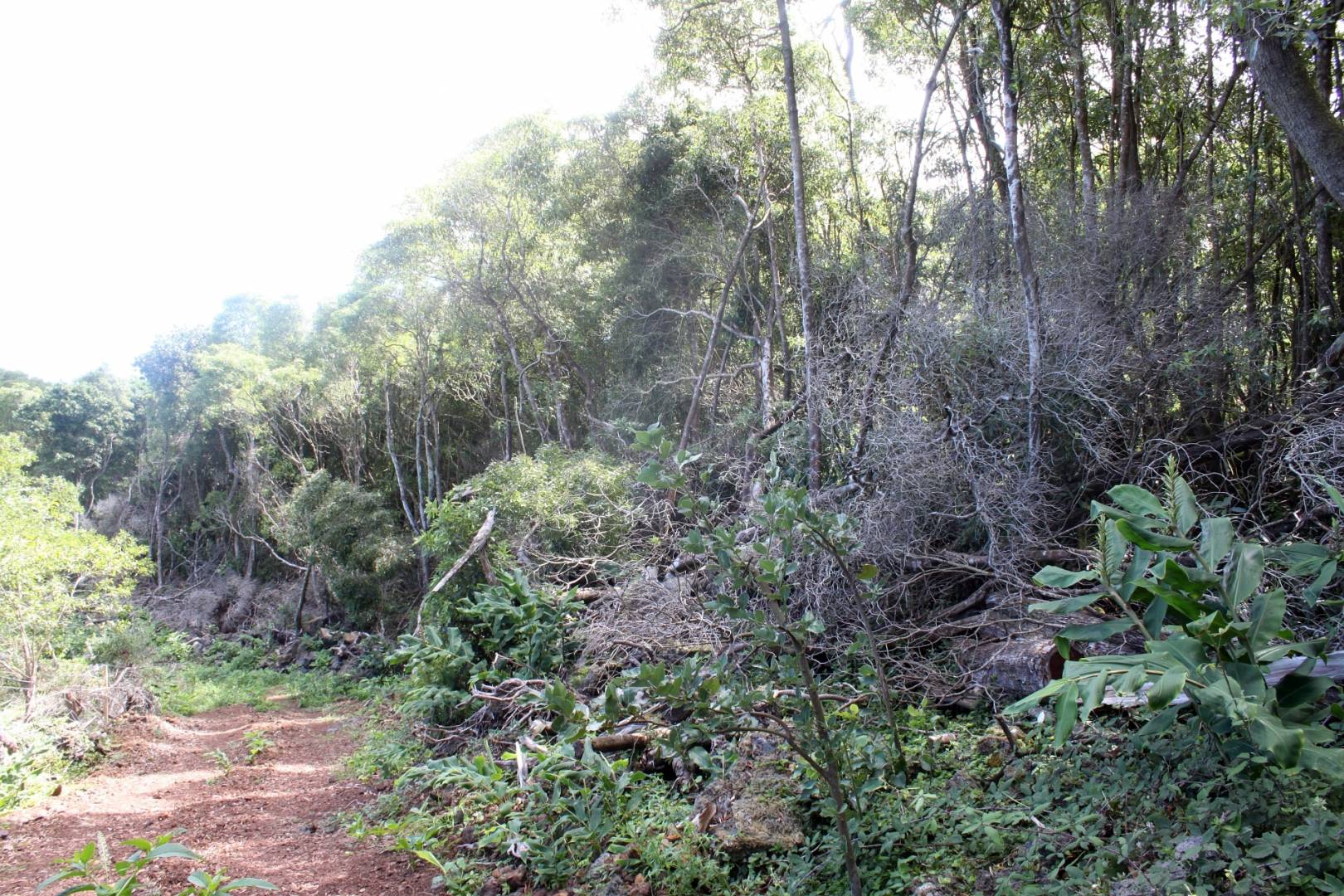 nature forest view Pico