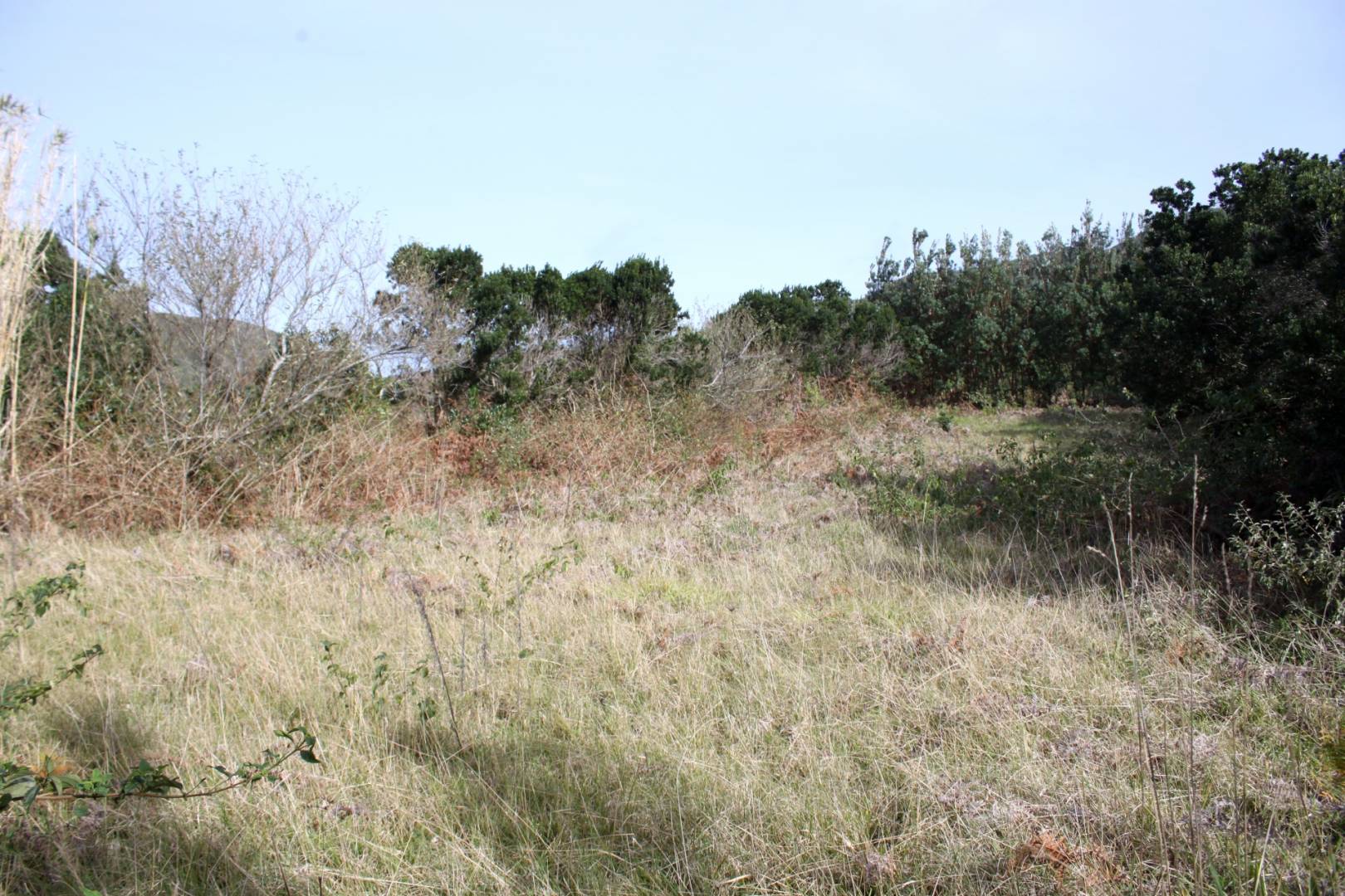 Large plot view Faial