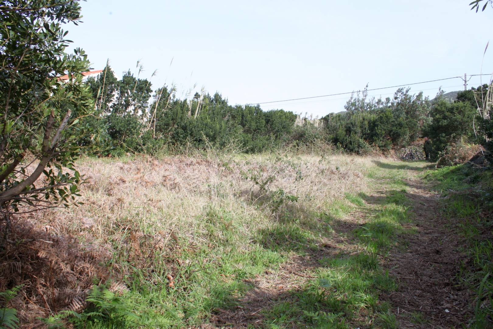 Large plot view Faial