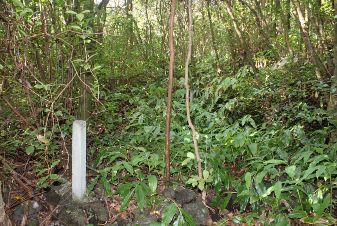 Forest plot Varadouro Faial