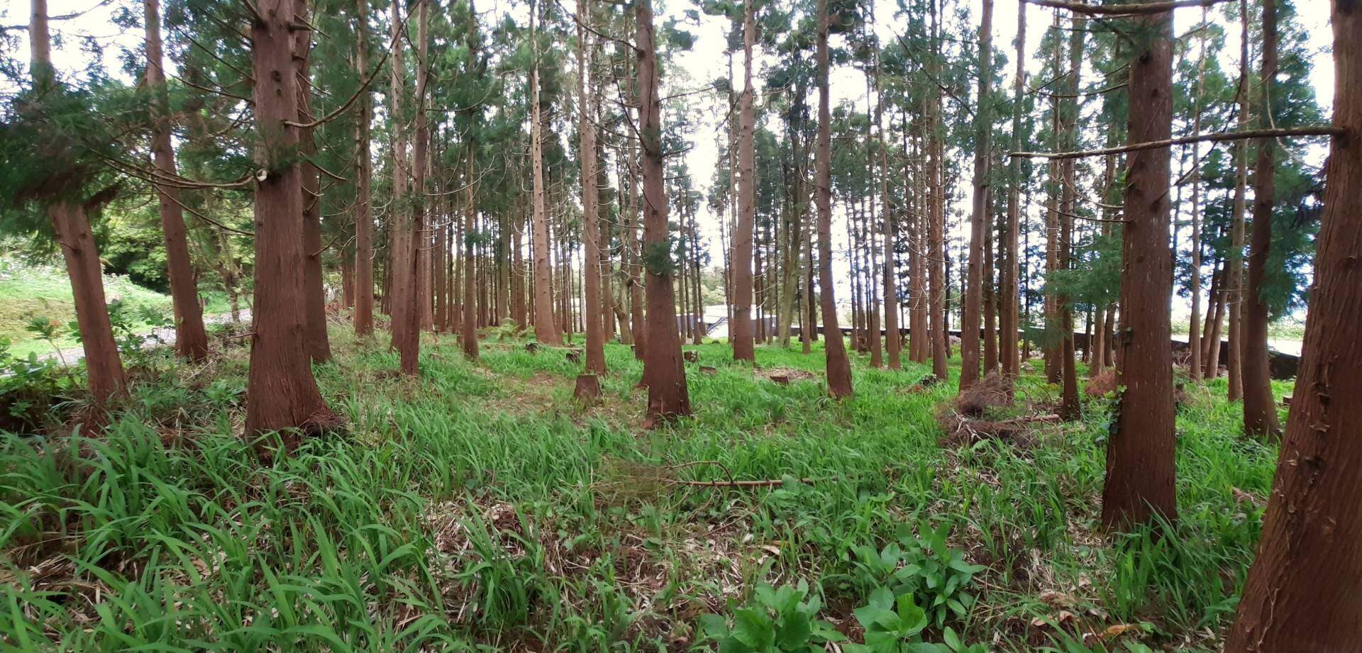 forest plot house faial