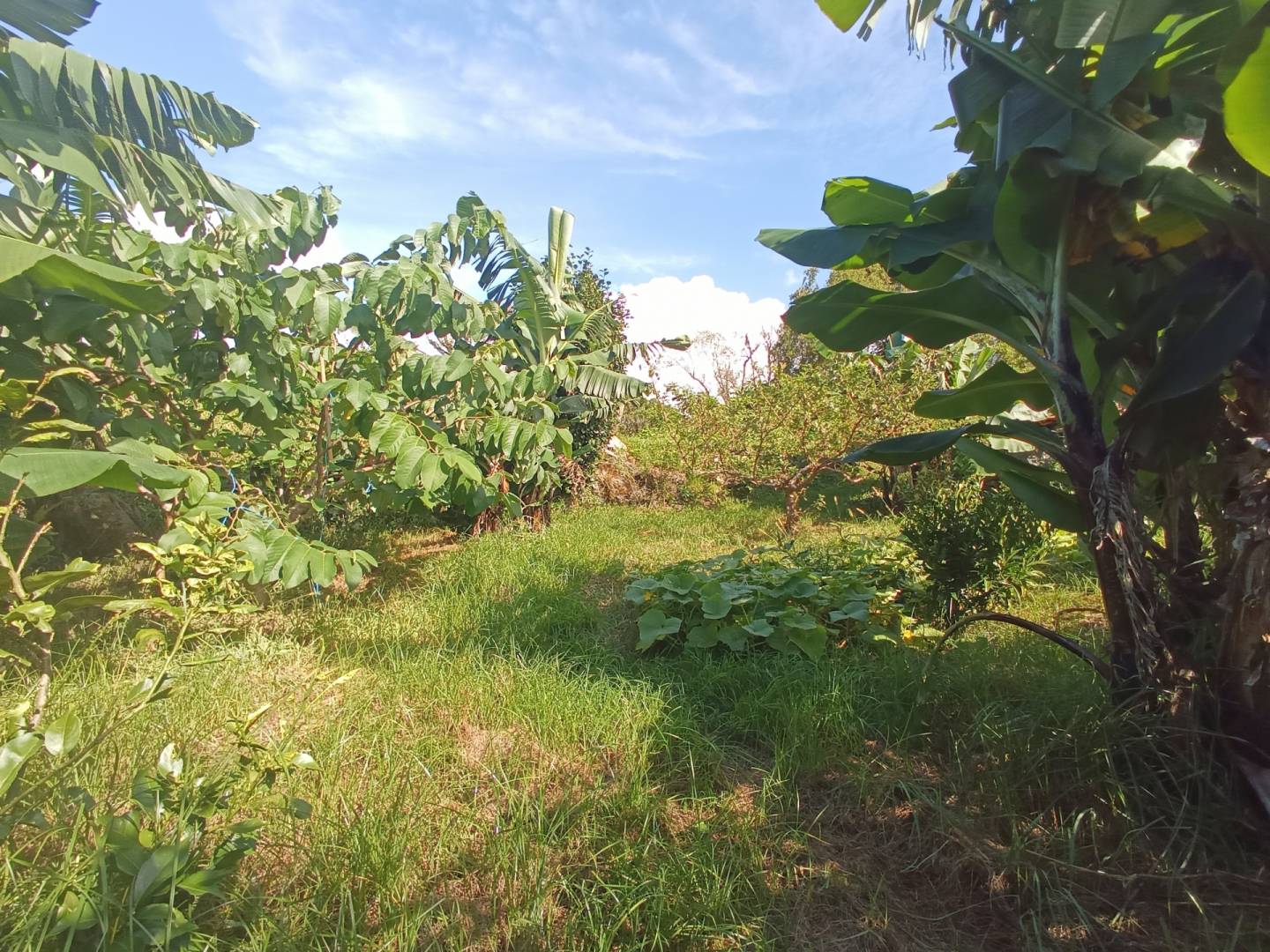 bedroom house garden Faial