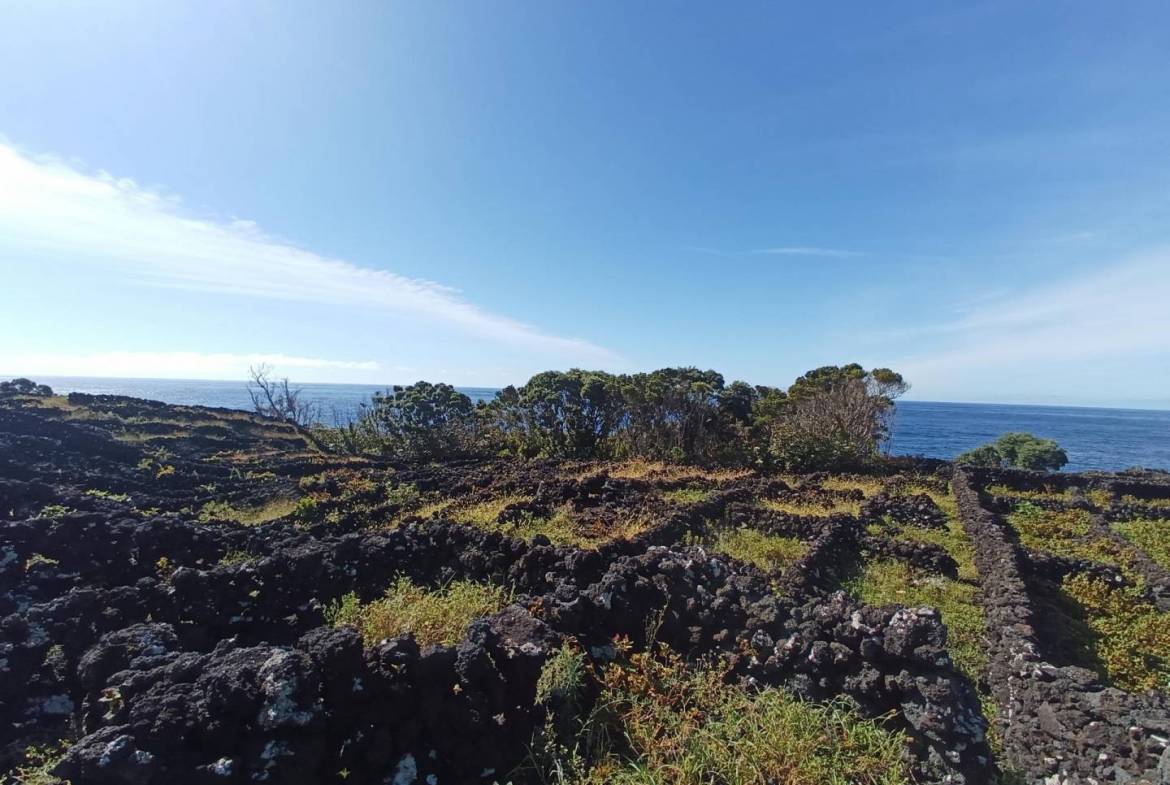 buildable vineyard views island
