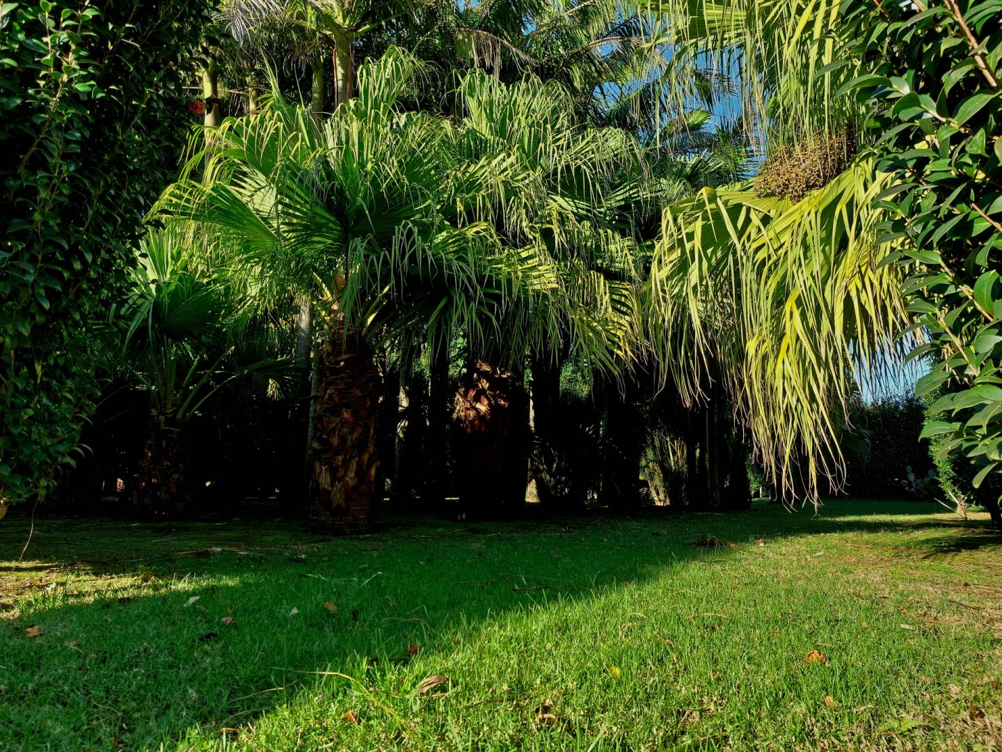 house garden privacy faial