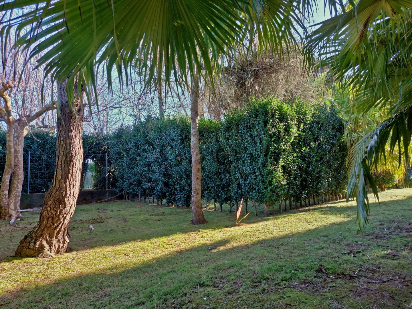 house garden privacy faial