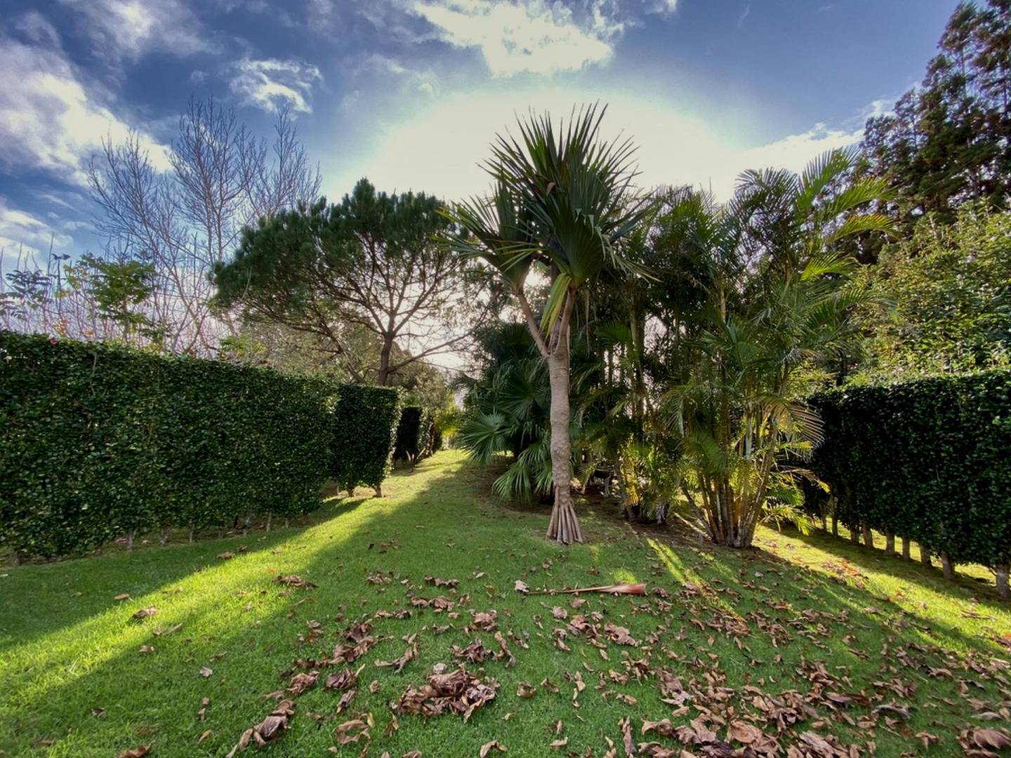 house garden privacy faial