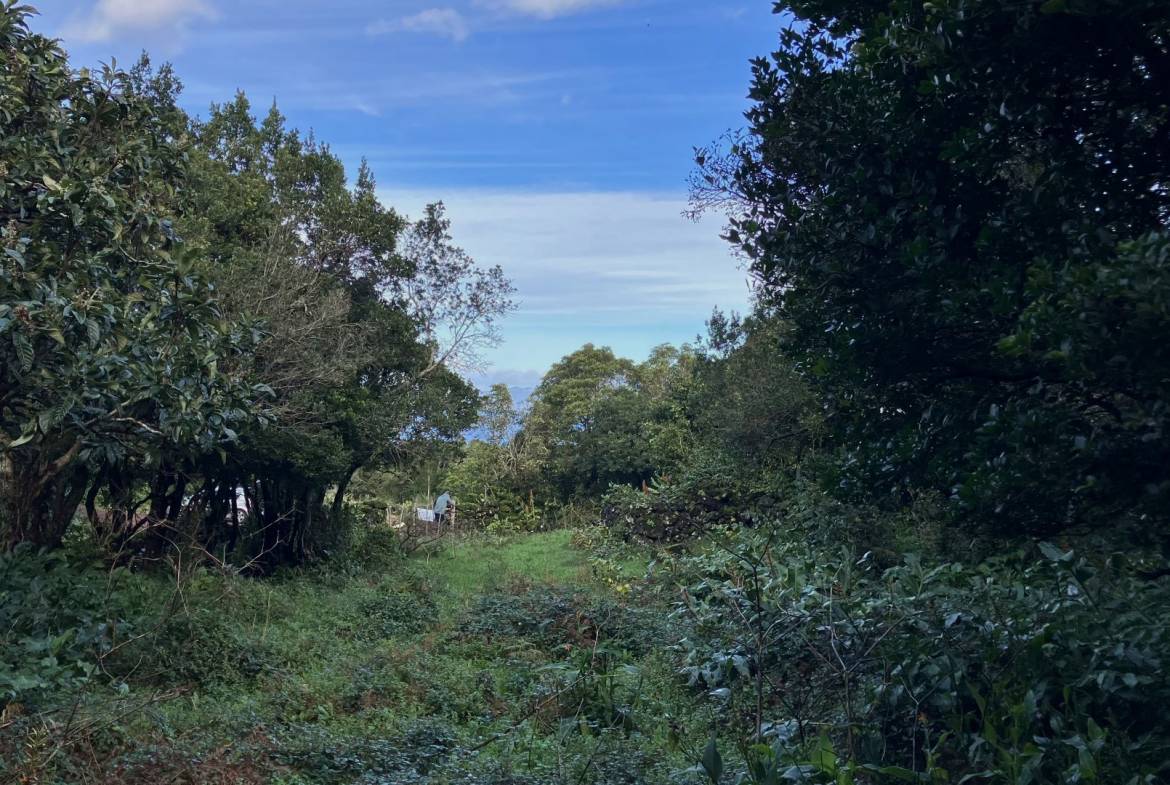 land forest ruin rebuilding