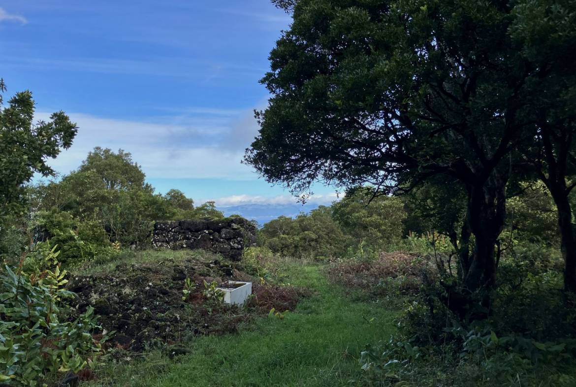 land forest ruin rebuilding