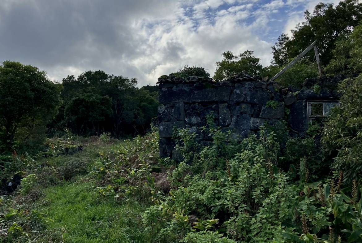 land forest ruin rebuilding